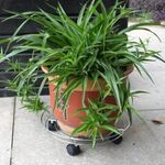 product_image_name-Generic-Support de Gaz à Roulettes avec cale de roues-4